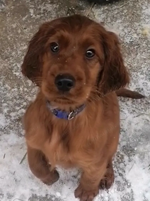 Cățel deosebit, setter irlandez 