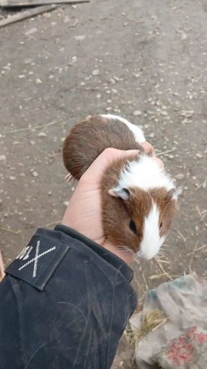 porcușori de guineea , purcelusi - imagine 4