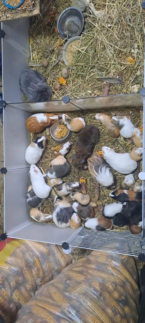 porcușori de guineea , purcelusi - imagine 3