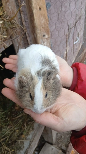 porcușori de guineea , purcelusi - imagine 5