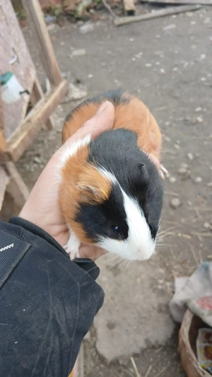 porcușori de guineea , purcelusi