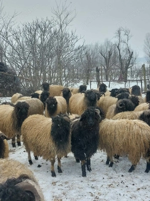 Oi de vânzare  - imagine 3