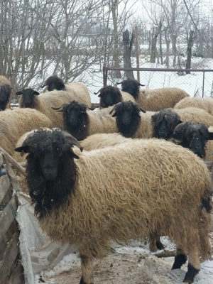 Oi de vânzare  - imagine 2