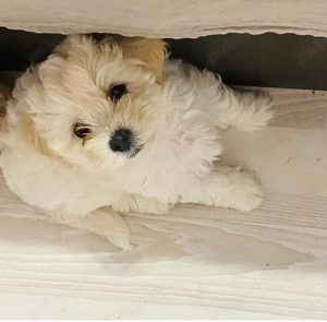 Vând bichonel talie mică băiețel 7 săptămâni 