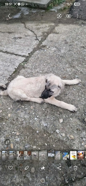 Kangal de vânzare  - imagine 2