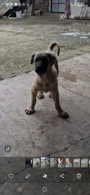 Kangal de vânzare  - imagine 4