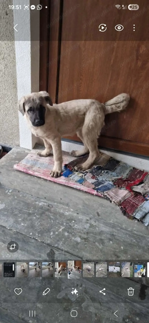 Kangal de vânzare  - imagine 3