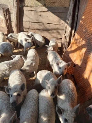 vind purcei mangalița 