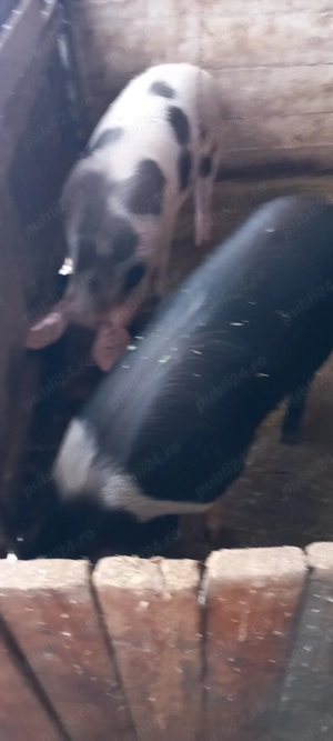 vind porc bazna  - imagine 4