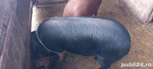 vind porc bazna  - imagine 3