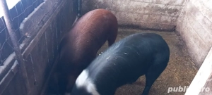 vind porc bazna  - imagine 2