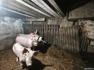 Purcei de vânzare. - imagine 4