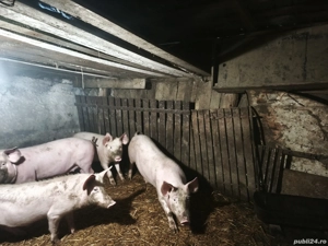 Purcei de vânzare. - imagine 3