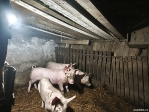 Purcei de vânzare. - imagine 2