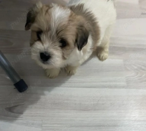 Vând bichonel talie mică băiețel 7 săptămâni 