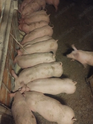 purcei varsta 2 luni jumate preț de la 500-600 lei