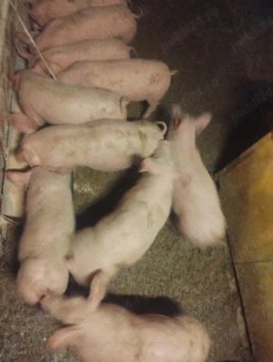 purcei varsta 2 luni jumate preț de la 500-600 lei - imagine 4