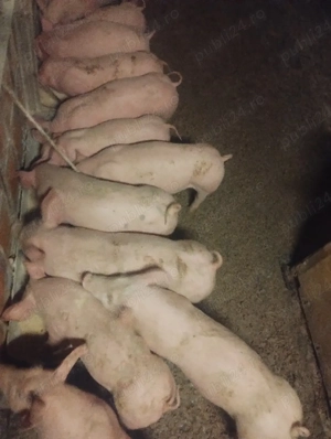 purcei varsta 2 luni jumate preț de la 500-600 lei - imagine 2