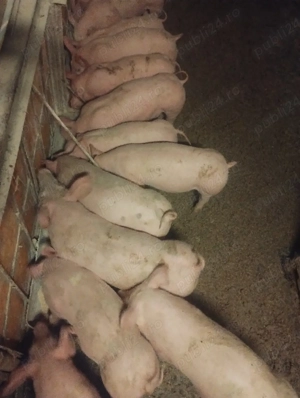 purcei varsta 2 luni jumate preț de la 500-600 lei - imagine 3