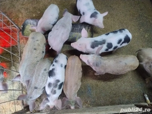 porci pietran 8 săptămâni  - imagine 2