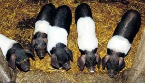 vând purceii Bazna de purceii Bazna de 3 luni buc 500. lei 