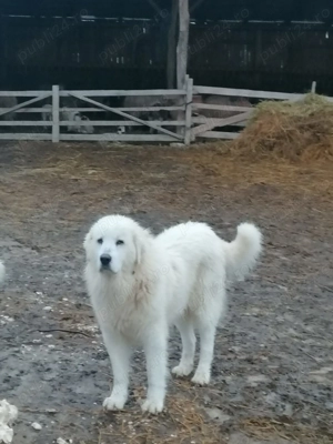 Câine Ciobanesc de Bucovina - imagine 2