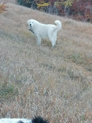 Câine Ciobanesc de Bucovina
