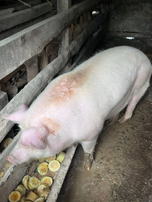 Vând porc de an, aprox. 200 kg