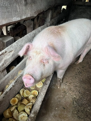 Vând porc de an, aprox. 200 kg - imagine 2