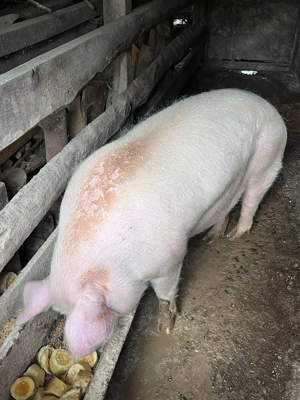 Vând porc de an, aprox. 200 kg - imagine 3