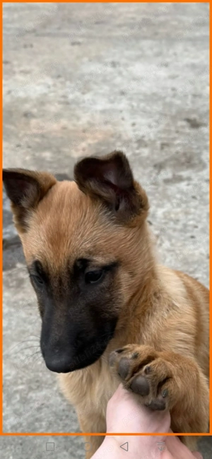 Lup Ciobanesc belgian  - imagine 2