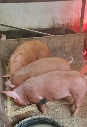 Vând purcei Duroc !  - imagine 2