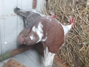 Disponibili Kingi , toboșari arabi și cucuruzi 