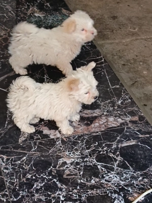 Căței bichon maltez