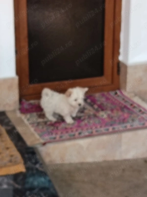 Căței bichon maltez - imagine 2