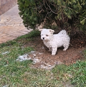 Căței bichon maltez - imagine 3