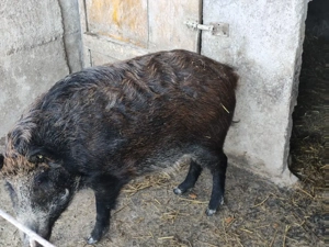 scrofita de mistret porc