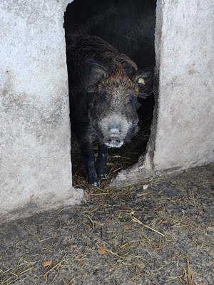 scrofita de mistret porc - imagine 4