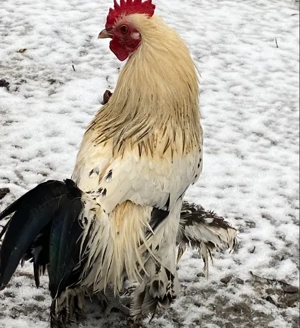 Vând Mii de Flori. - imagine 2