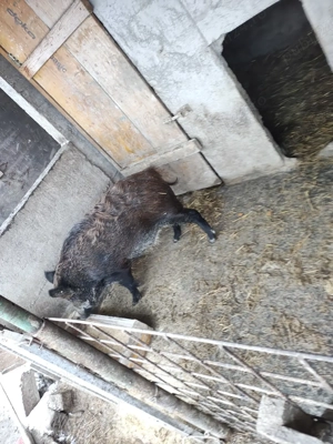 scrofita de mistret porc - imagine 3