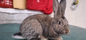 Vând iepuri  - imagine 2