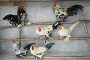 Vând Mii de Flori. - imagine 4