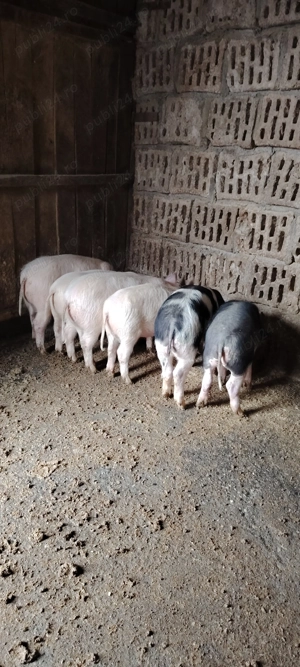 Vând grăsuni Landras cu Marele Alb  - imagine 5