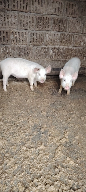 Vând grăsuni Landras cu Marele Alb  - imagine 3