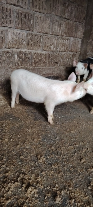 Vând grăsuni Landras cu Marele Alb  - imagine 4