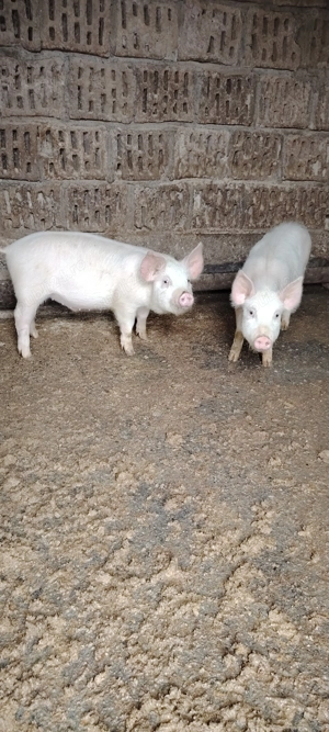 Vând grăsuni Landras cu Marele Alb  - imagine 2