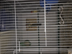 Binseni gould amandin