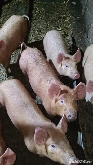 purcei de vânzare  - imagine 3
