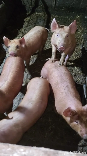 purcei de vânzare  - imagine 2
