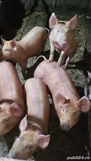 purcei de vânzare 